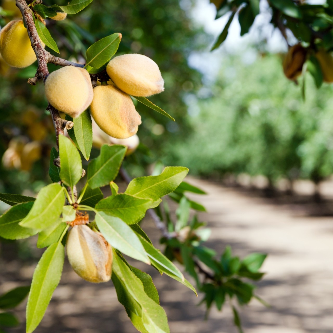 Tree Nuts