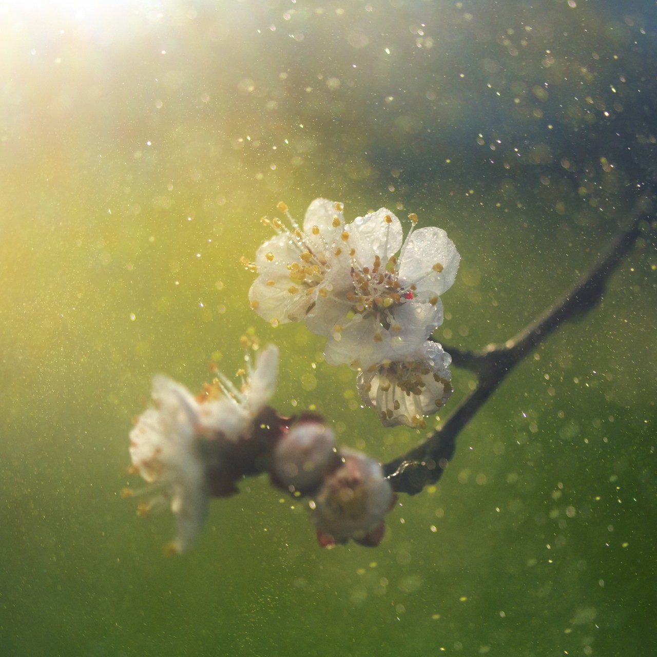 Tree Pollen