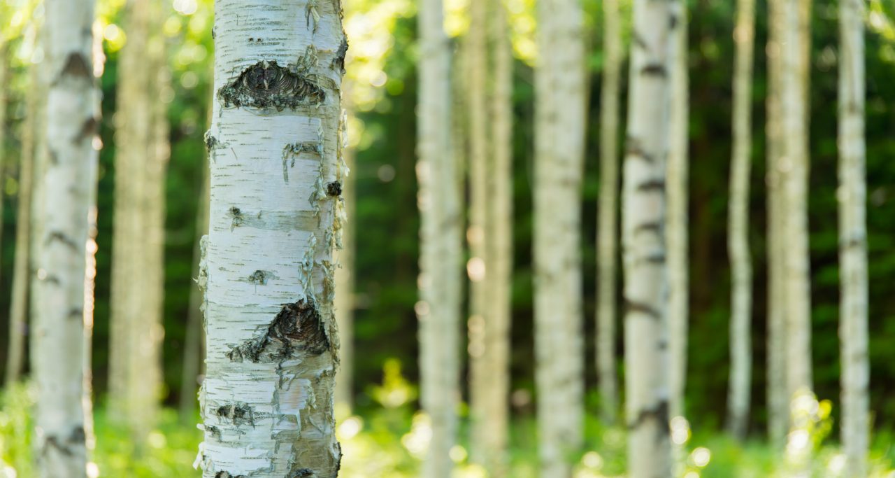 birch pollen