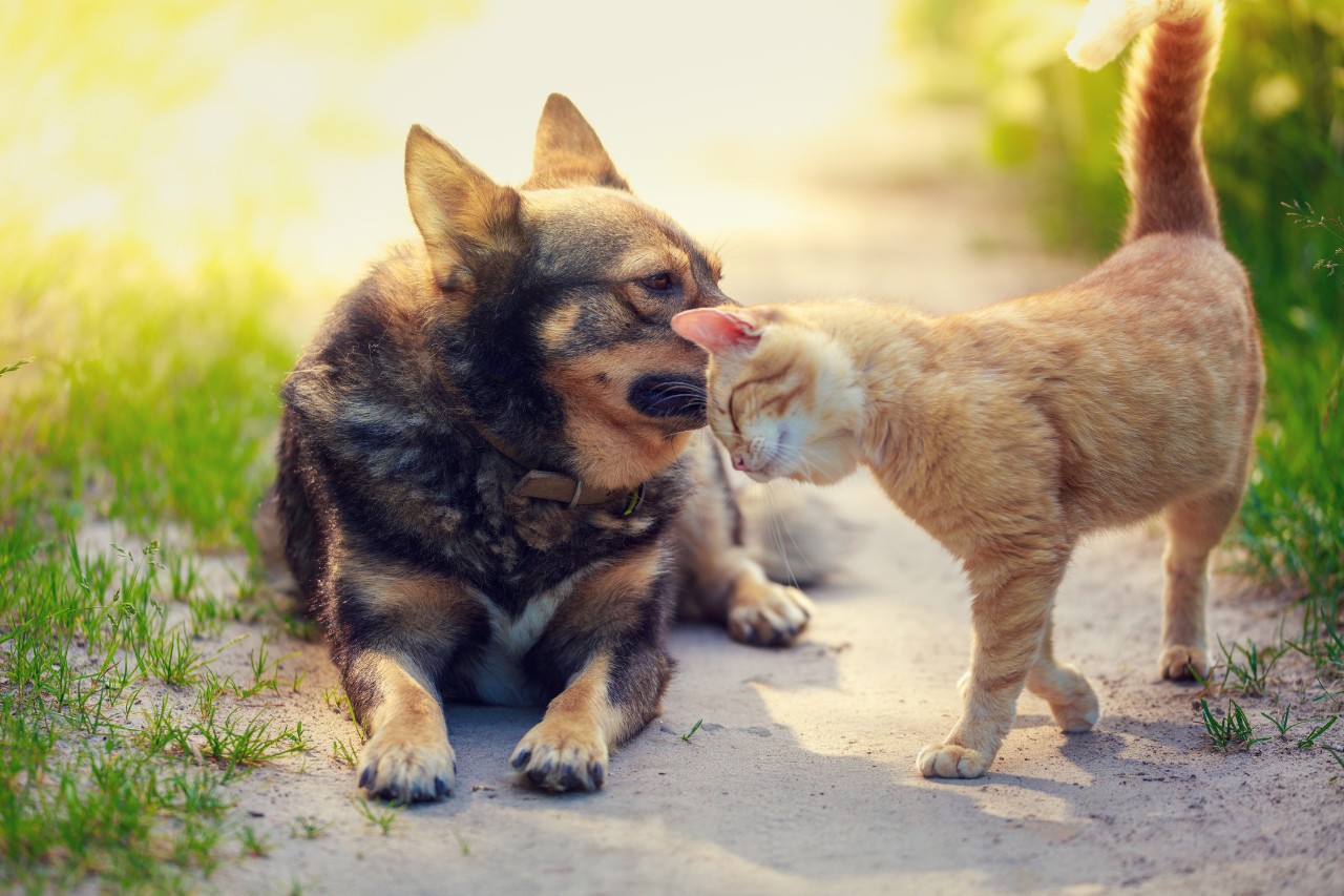 Animals