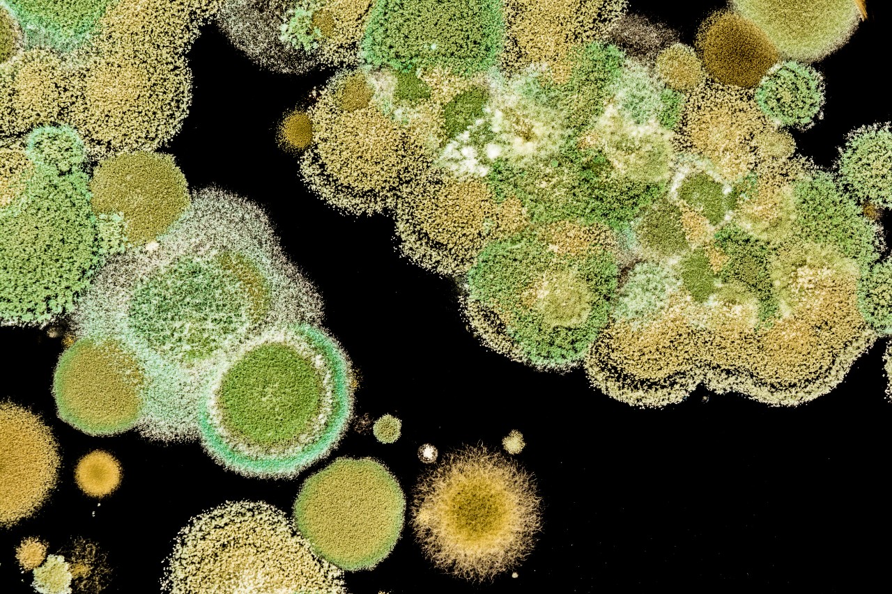 Mold